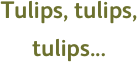 Tulips, tulips, tulips...